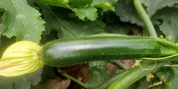 Dharma F1 Zucchini: A Resilient Choice for Farmers