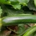 Dharma F1 Zucchini: A Resilient Choice for Farmers