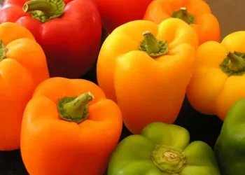 The Rise and Fall of Dutch Pepper Exports to Japan: A Historical Perspective