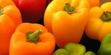 The Rise and Fall of Dutch Pepper Exports to Japan: A Historical Perspective