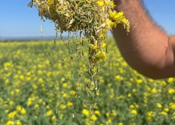 Зафиксирована массовое распространение капустной моли на посевах рапса в Красноярском крае