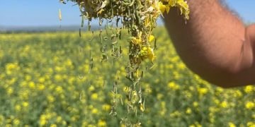 Зафиксирована массовое распространение капустной моли на посевах рапса в Красноярском крае