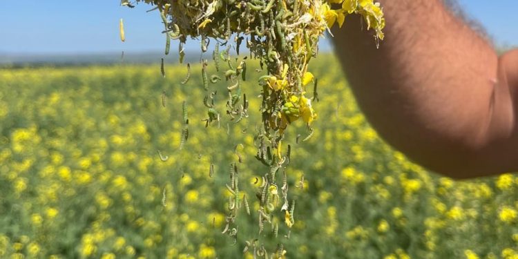 Зафиксирована массовое распространение капустной моли на посевах рапса в Красноярском крае