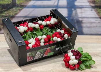 Graffiti Radish: A Small Innovation with Big Potential