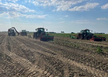 Challenges and Opportunities in the Onion Market: A Seasonal Perspective