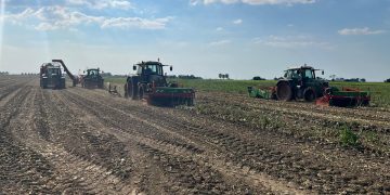 Challenges and Opportunities in the Onion Market: A Seasonal Perspective