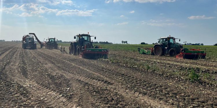 Challenges and Opportunities in the Onion Market: A Seasonal Perspective