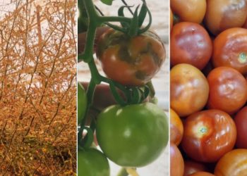 Tuta Absoluta Crisis Threatens Moroccan Tomato Crops