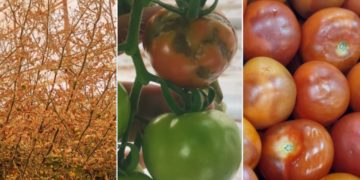 Tuta Absoluta Crisis Threatens Moroccan Tomato Crops