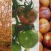 Tuta Absoluta Crisis Threatens Moroccan Tomato Crops