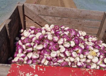 Favorable Weather Boosts Turnip Market