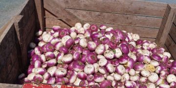 Favorable Weather Boosts Turnip Market