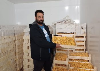 Current Trends and Challenges in the Wild Mushroom Market