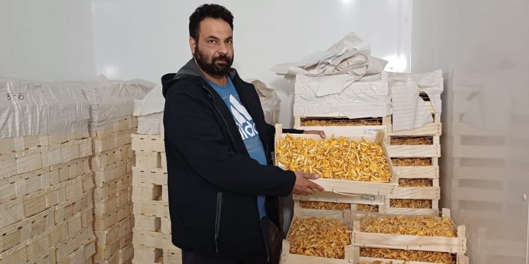 Current Trends and Challenges in the Wild Mushroom Market