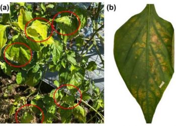 First report of Xanthomonas euvesicatoria pv. euvesicatoria causing bacterial leaf spot in chilli pepper (Capsicum sp.) in Indonesia