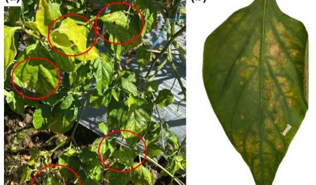 First report of Xanthomonas euvesicatoria pv. euvesicatoria causing bacterial leaf spot in chilli pepper (Capsicum sp.) in Indonesia