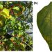 First report of Xanthomonas euvesicatoria pv. euvesicatoria causing bacterial leaf spot in chilli pepper (Capsicum sp.) in Indonesia
