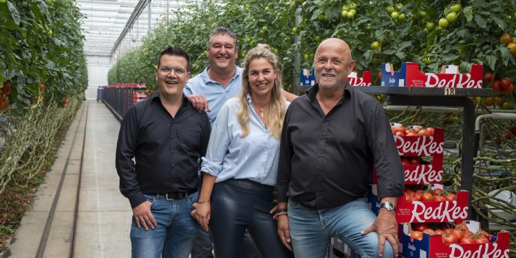 Market Update: Cucumber Prices Hold Steady, Pepper Market Shows Stability Amid Increased Supply