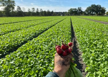 Field-Grown Radishes: A Niche in Dutch Agriculture That’s Gaining Appreciation