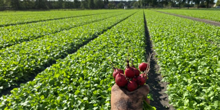 Field-Grown Radishes: A Niche in Dutch Agriculture That’s Gaining Appreciation
