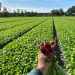 Field-Grown Radishes: A Niche in Dutch Agriculture That’s Gaining Appreciation