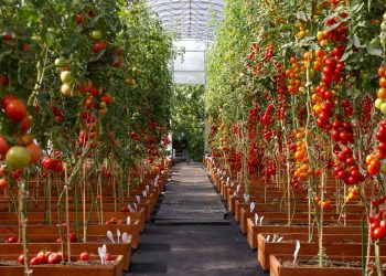 Pioneering Sustainable Agriculture: China-France Collaboration in Intelligent Greenhouses