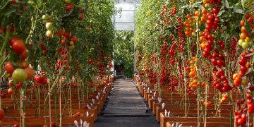 Pioneering Sustainable Agriculture: China-France Collaboration in Intelligent Greenhouses