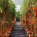 Pioneering Sustainable Agriculture: China-France Collaboration in Intelligent Greenhouses