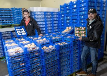 Resilient Summer Sales for Mushrooms Amid Unusual Market Conditions