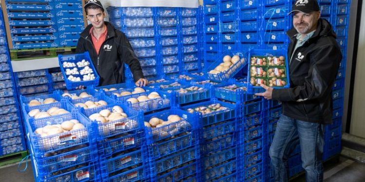 Resilient Summer Sales for Mushrooms Amid Unusual Market Conditions