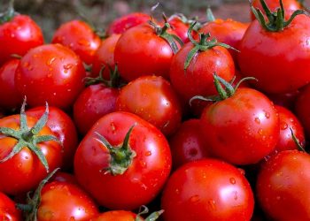 Extremadura to Boost Tomato Production to 2.2 Million Tons for the Upcoming Season