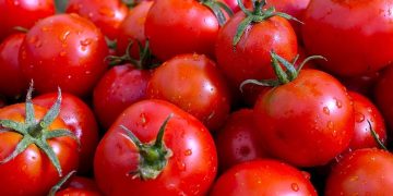 Extremadura to Boost Tomato Production to 2.2 Million Tons for the Upcoming Season