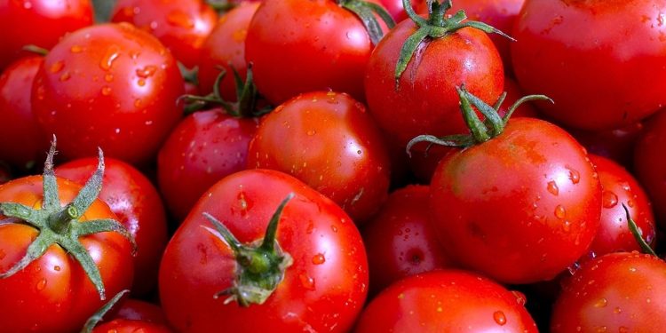 Extremadura to Boost Tomato Production to 2.2 Million Tons for the Upcoming Season