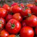 Extremadura to Boost Tomato Production to 2.2 Million Tons for the Upcoming Season