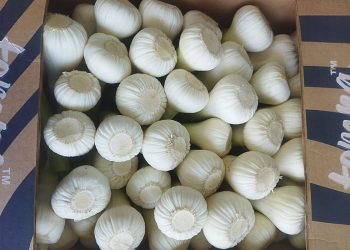 Egyptian Garlic Prices Surge, Maintaining Competitive Edge Amidst Global Shortage