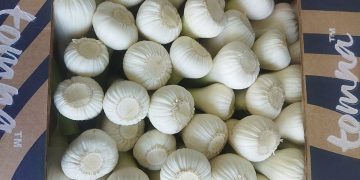 Egyptian Garlic Prices Surge, Maintaining Competitive Edge Amidst Global Shortage