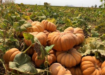 Pumpkins: A Growing Opportunity in the Global Market