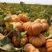 Pumpkins: A Growing Opportunity in the Global Market