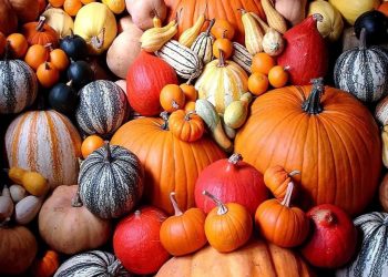 New Zealand Pumpkin Prices Drop as Supply Recovers