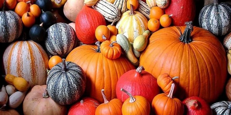 New Zealand Pumpkin Prices Drop as Supply Recovers