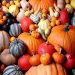 New Zealand Pumpkin Prices Drop as Supply Recovers