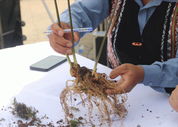 Peruvian Garlic Industry Faces Challenging First Half, Optimistic for Growth in the Second