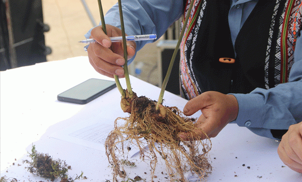 Peruvian Garlic Industry Faces Challenging First Half, Optimistic for Growth in the Second