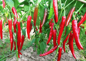 Surging Chili Prices in Jayapura: A Signal for Agricultural Intervention?