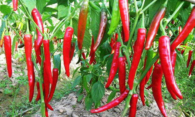 Surging Chili Prices in Jayapura: A Signal for Agricultural Intervention?