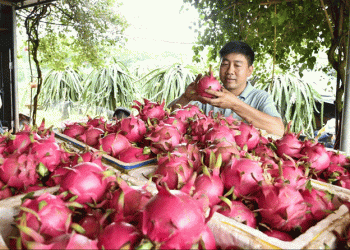 From Factory Worker to Pomelo Tycoon: The Inspiring Journey of Vietnam’s Dragon Fruit Entrepreneur