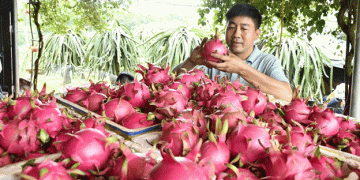 From Factory Worker to Pomelo Tycoon: The Inspiring Journey of Vietnam’s Dragon Fruit Entrepreneur