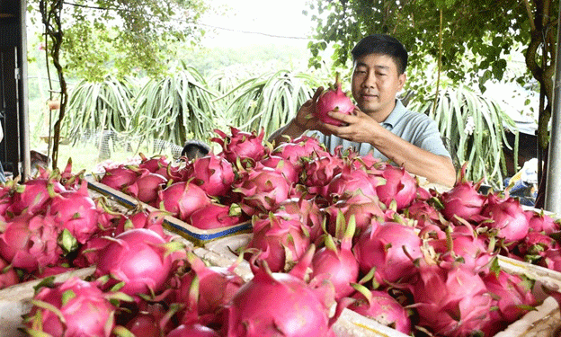 From Factory Worker to Pomelo Tycoon: The Inspiring Journey of Vietnam’s Dragon Fruit Entrepreneur