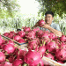 From Factory Worker to Pomelo Tycoon: The Inspiring Journey of Vietnam’s Dragon Fruit Entrepreneur
