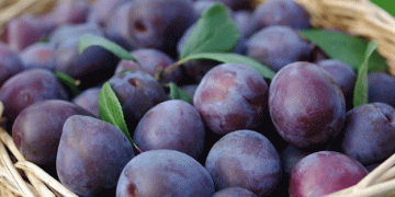 Challenges and Opportunities in the Plum and Mirabelle Fruit Market: An In-Depth Analysis